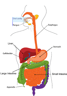 appendicitis is the inflammation of appendix