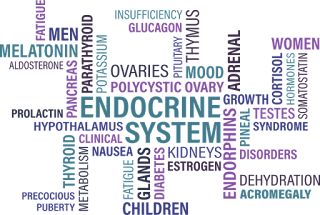 endocrine system