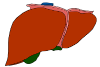  gall bladder can contain gallstones