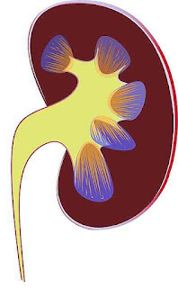 Acute kidney injury 