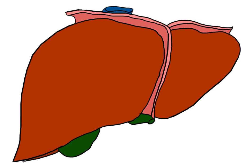 liver 3332302 1280 1 1