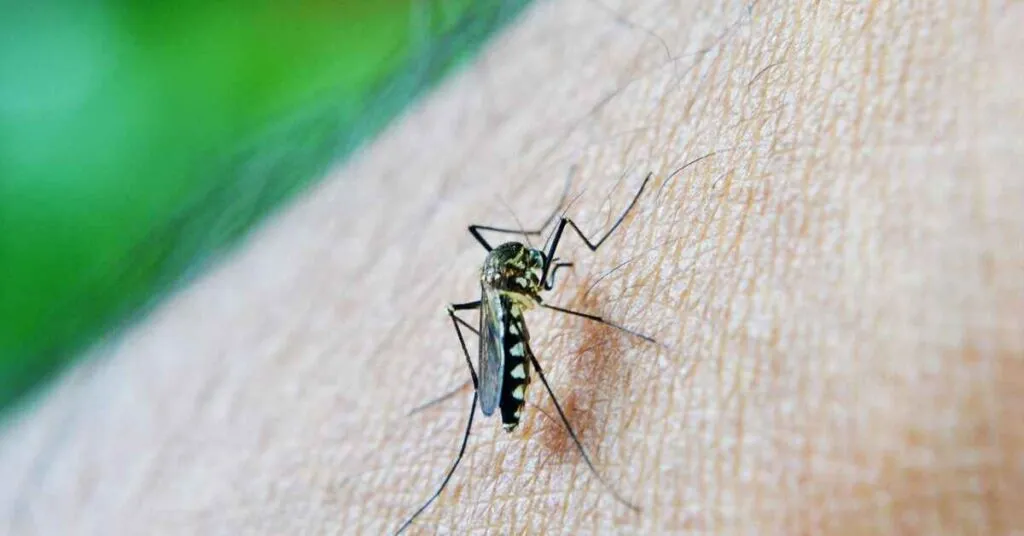 5 Effective Dengue Prevention Tips You Need to Know Now